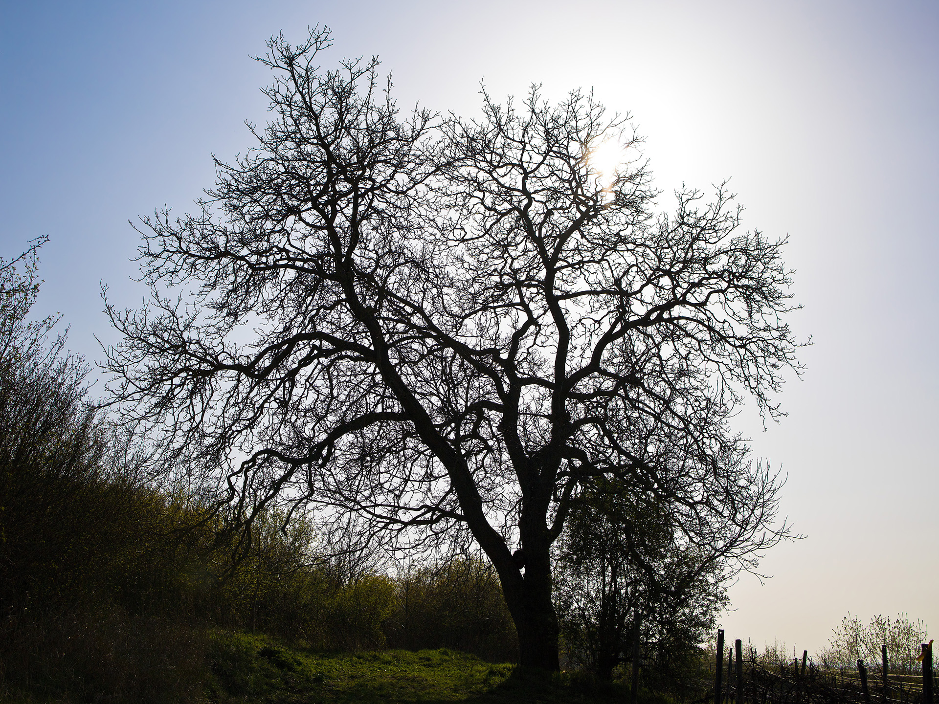 Baum im Gegenlicht
